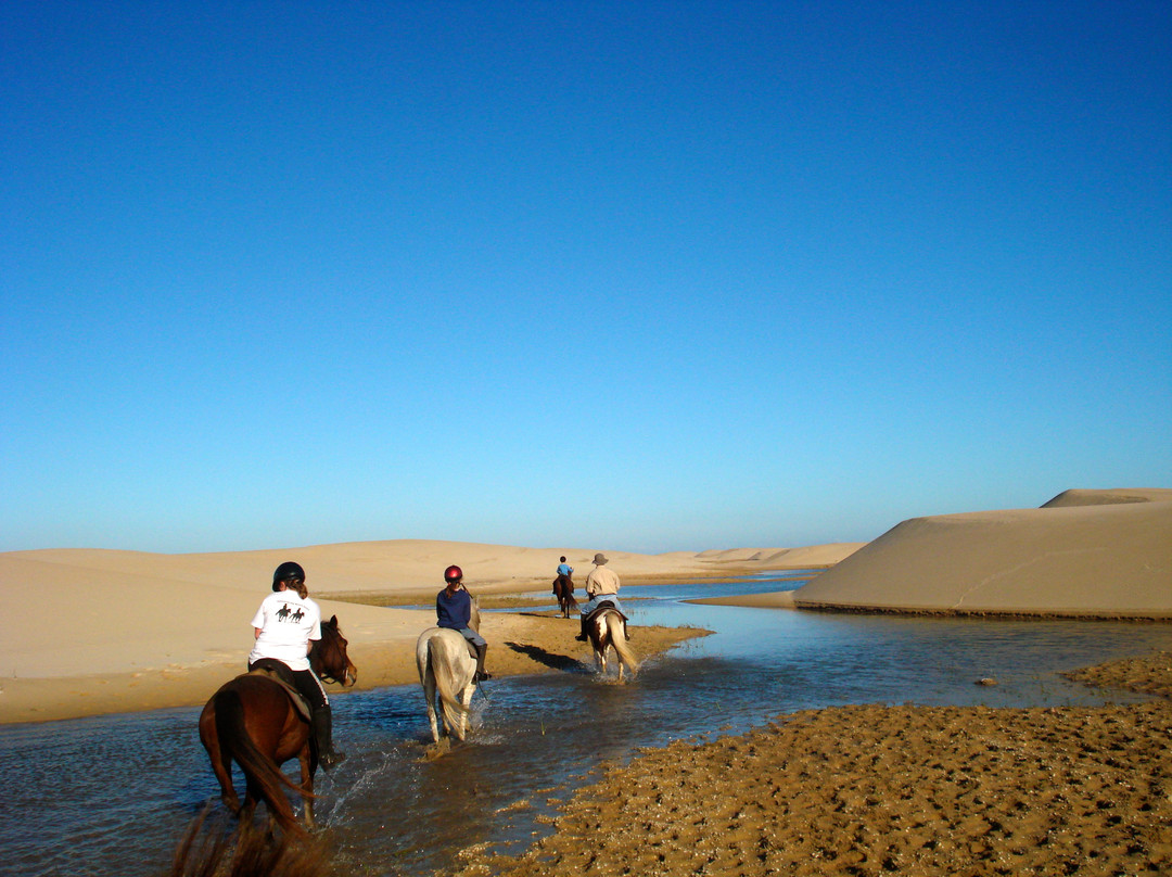 Papiesfontein Beach Horse Trails景点图片