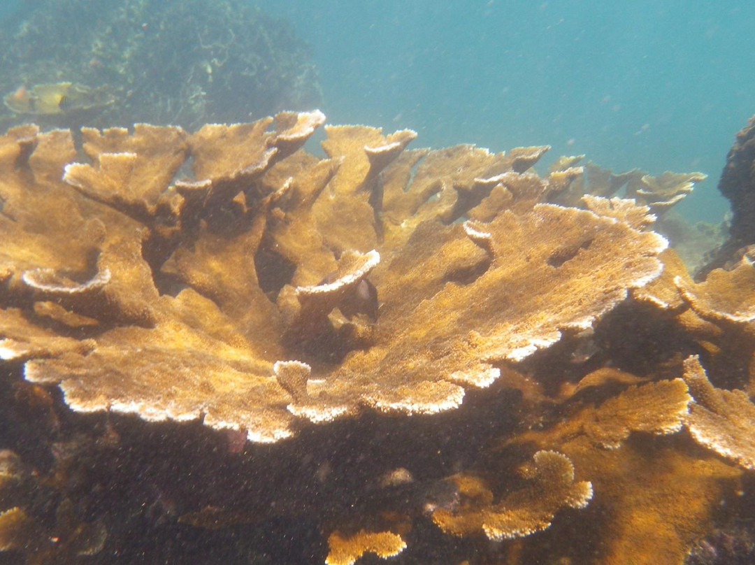 Coral Surfing Day Tours景点图片