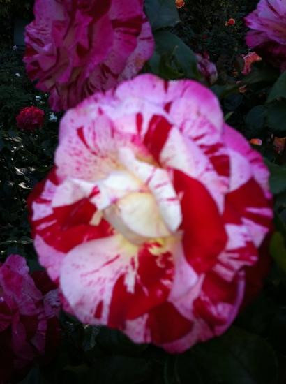 国际玫瑰试验园-波特兰必去景点