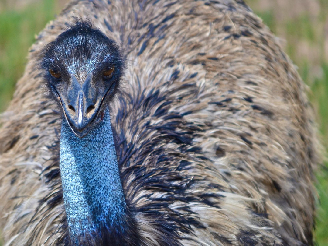 Exotic Resort Zoo, Inc.-Johnson City必去景点