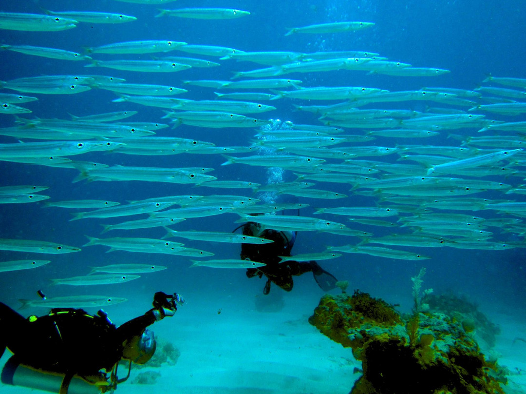 Scuba Zen-Anse Marcel必去景点