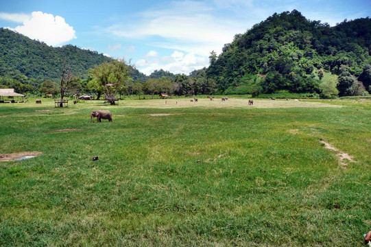 大象自然保护公园-清迈必去景点