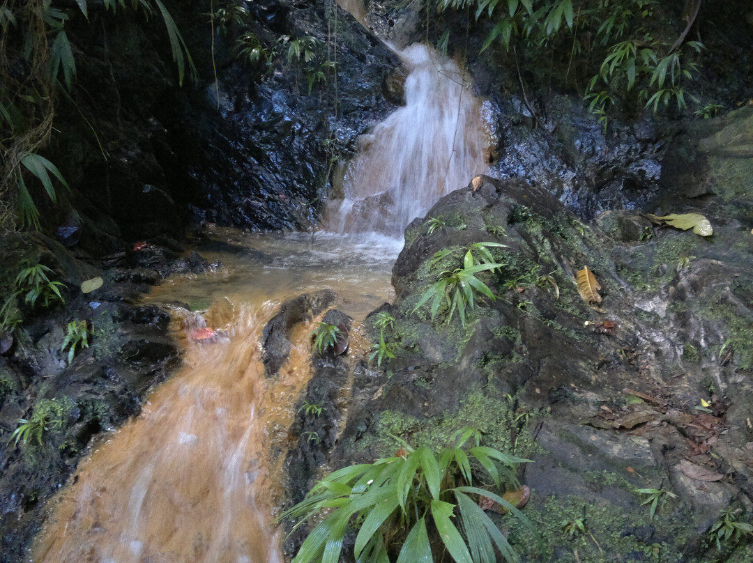 Tobago Forest Reserve-多巴哥必去景点