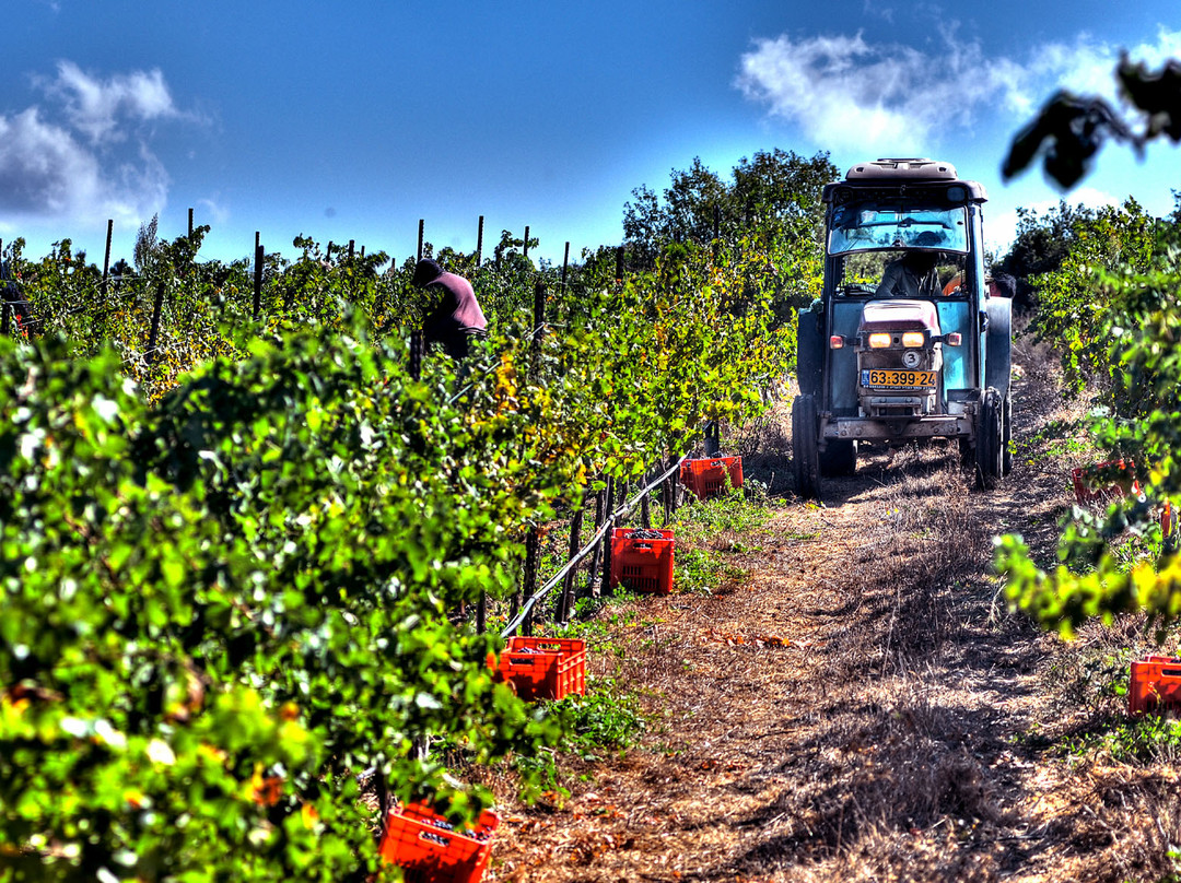 Kefar Sava旅游景点-Saslove Winery