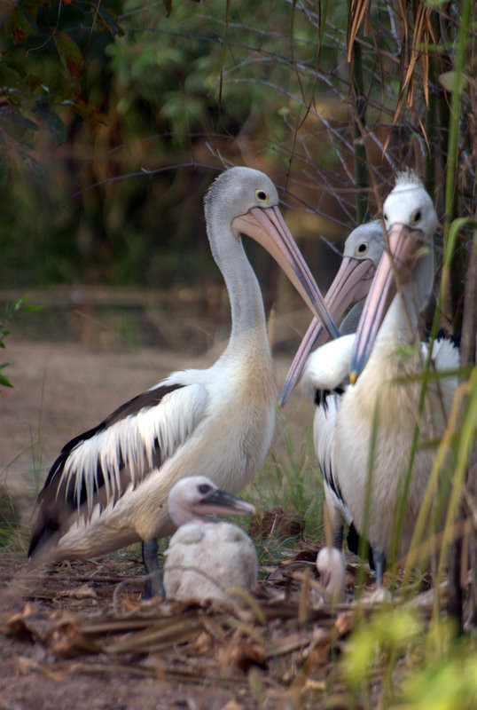 Territory Wildlife Park-Berry Springs必去景点
