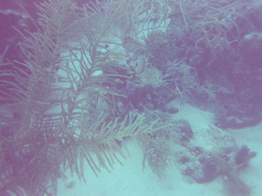 Jost Van Dyke Scuba-Jost Van Dyke必去景点