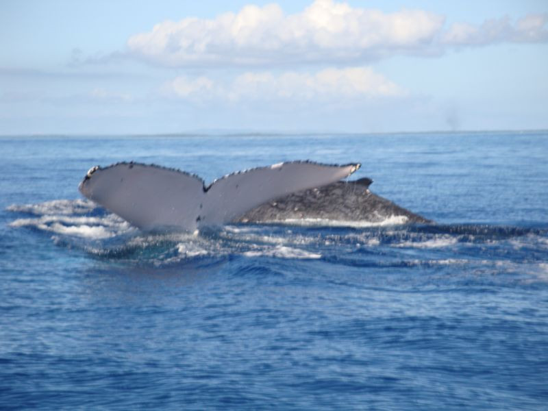 Deep Blue Diving-努库阿洛法必去景点
