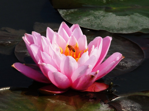 上海鲜花港-上海市必去景点