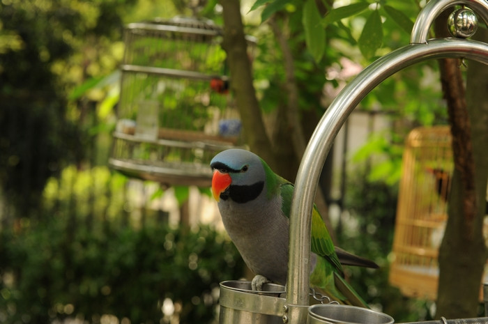 雷迪森龙井庄园主图
