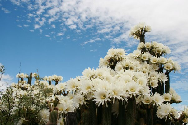 Aliwal North旅游攻略图片