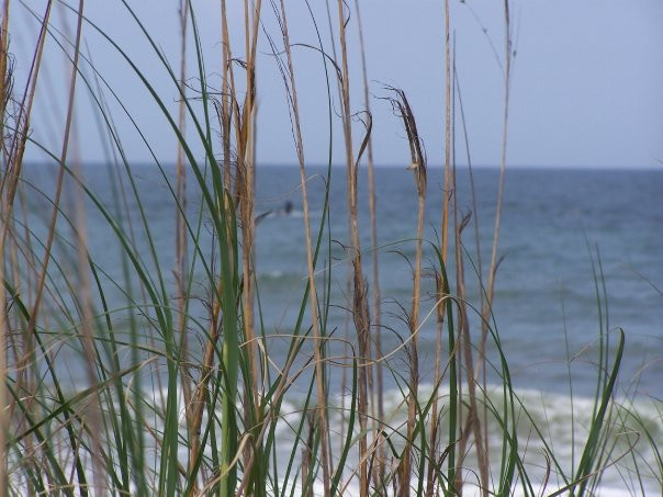 Pea Island National Wildlife Refuge景点图片