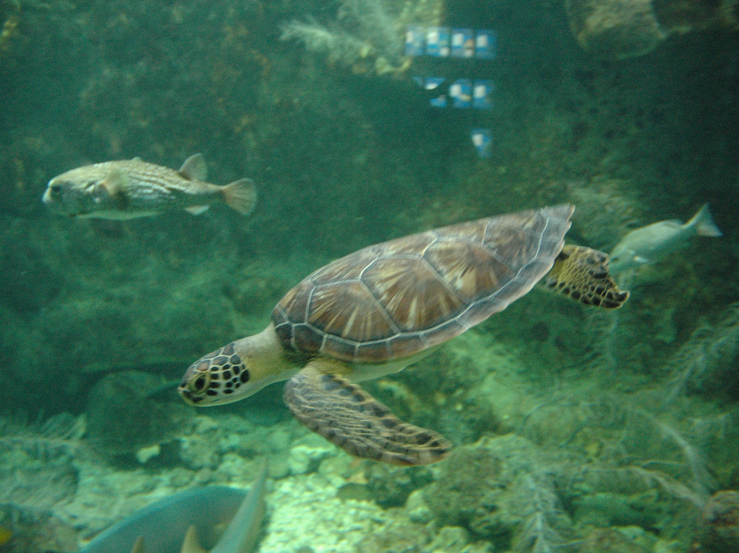 Aquarium de la Guadeloupe-Le Gosier必去景点