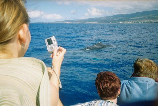 太平洋鲸鱼基金会-玛阿拉也亚必去景点