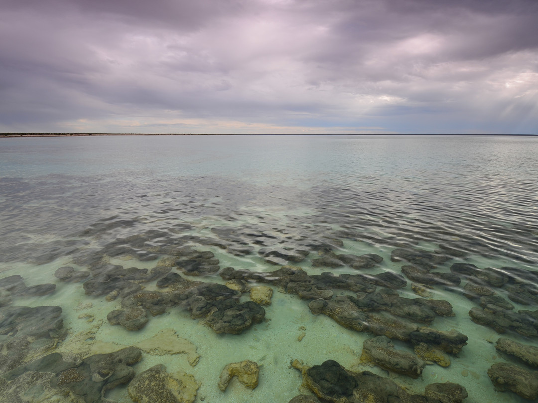 Stromatolites of Shark Bay-德纳姆必去景点