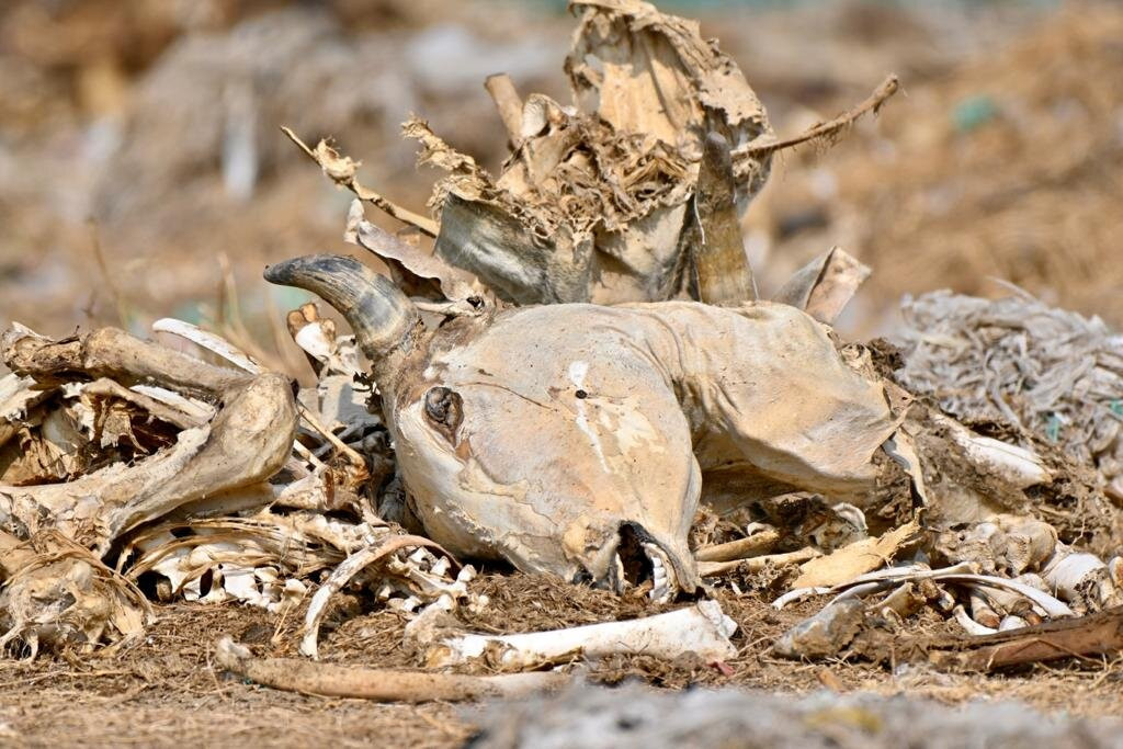 Jorbeer Conservation Reserve-碧卡内必去景点