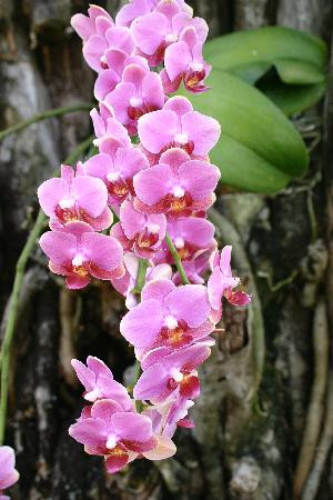 可洛亚历史路径-可洛亚必去景点