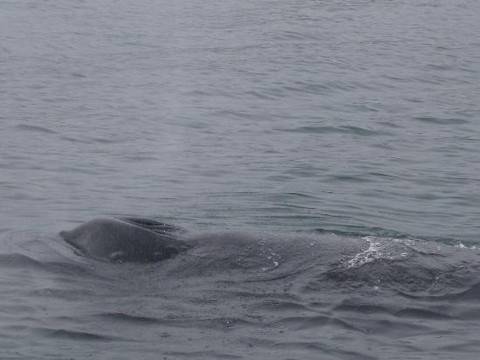北方航行——胡萨维克观鲸-胡萨维克必去景点