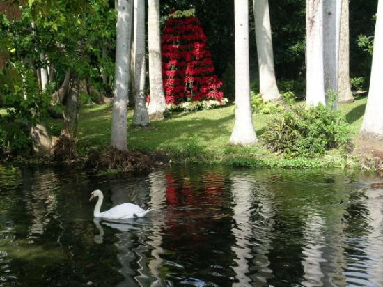 Sarasota Jungle Gardens-萨拉索塔必去景点