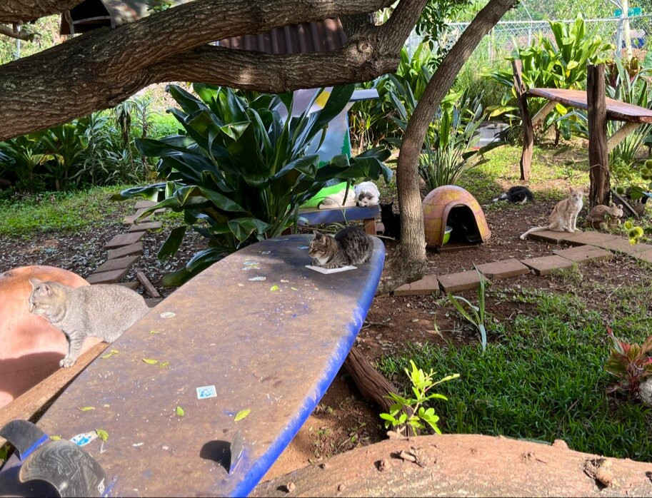 Surf Cat Ranch - Maui Cat Sanctuary景点图片