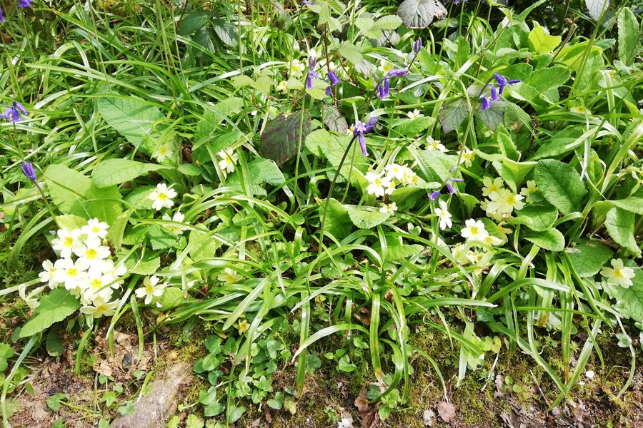 Dollops Wood-Polstead必去景点