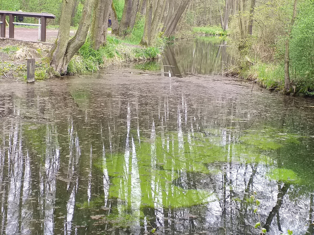 Niebieskie Zrodla Nature Reserve-Tomaszow Mazowiecki必去景点