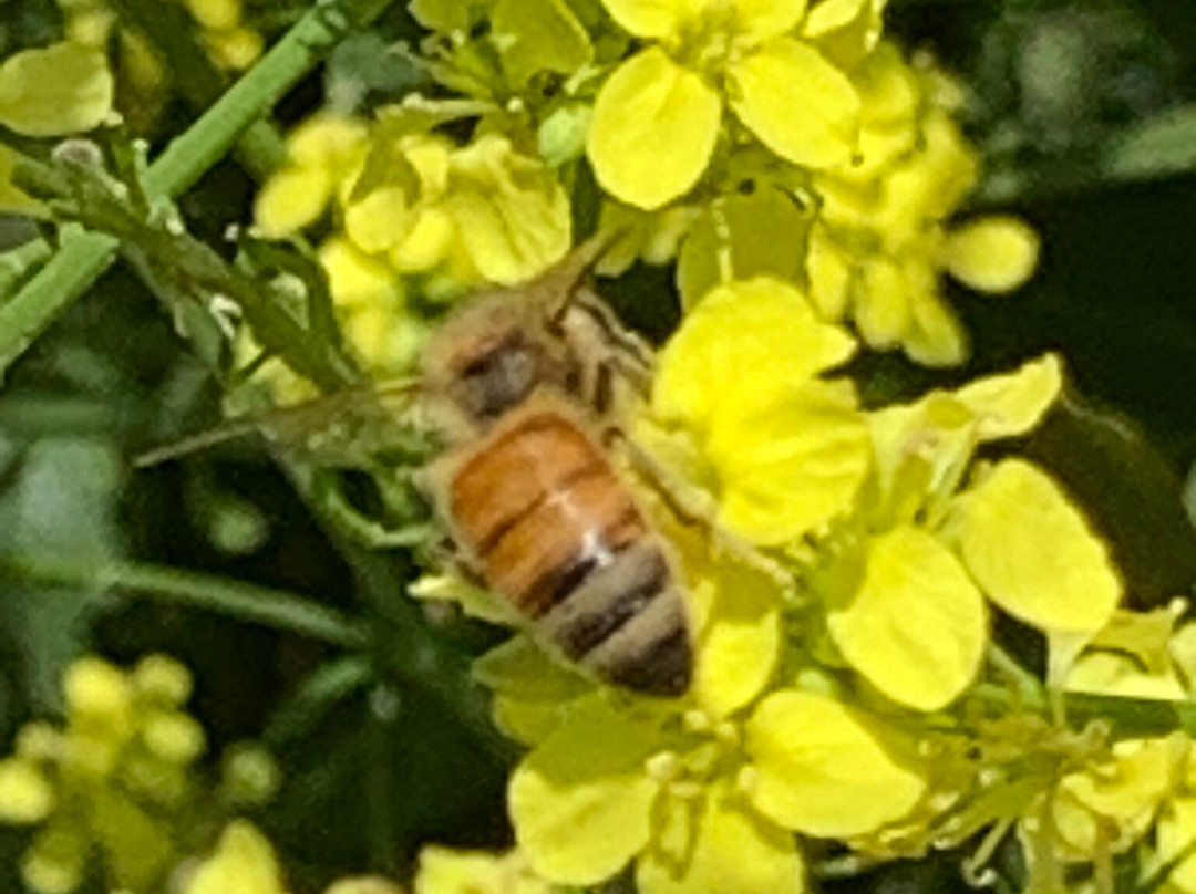 Carbon Canyon Regional Park-Brea必去景点