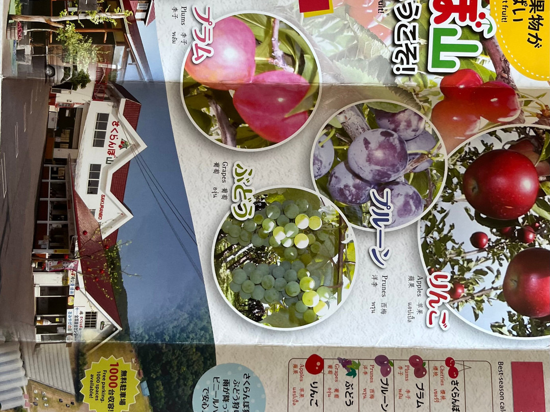 Sakuranboyama Kanko Firm-仁木町必去景点