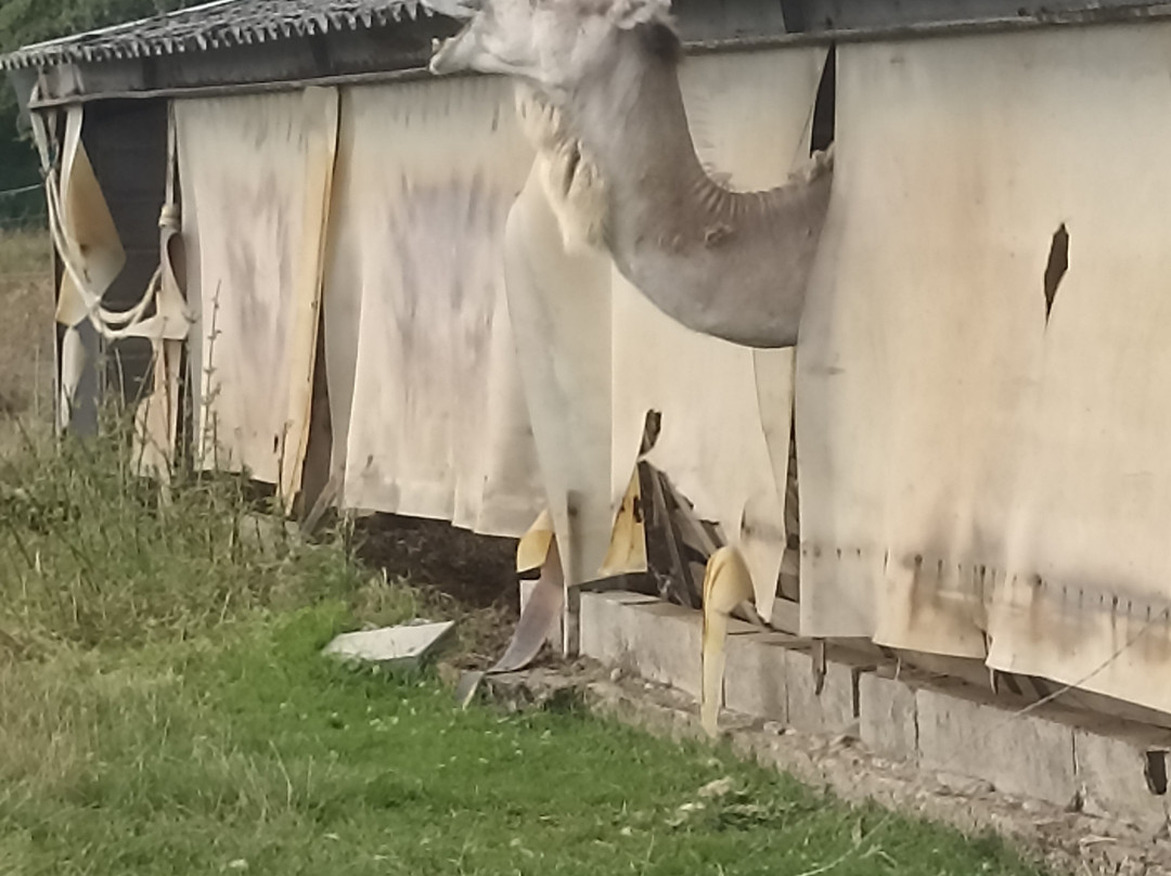 Parc Animalier Domaine De Revert-Charenton-du-Cher必去景点