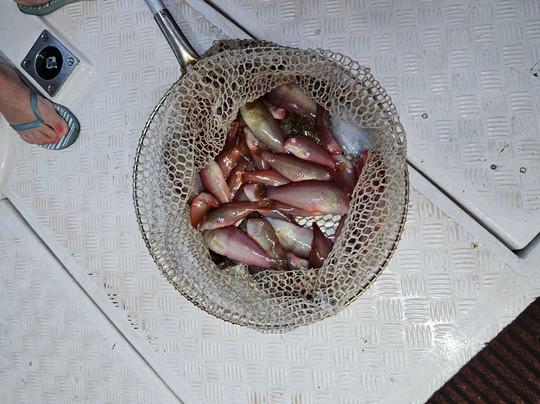 Captain Manolis Fishing Trips in Rhodes-罗德斯必去景点