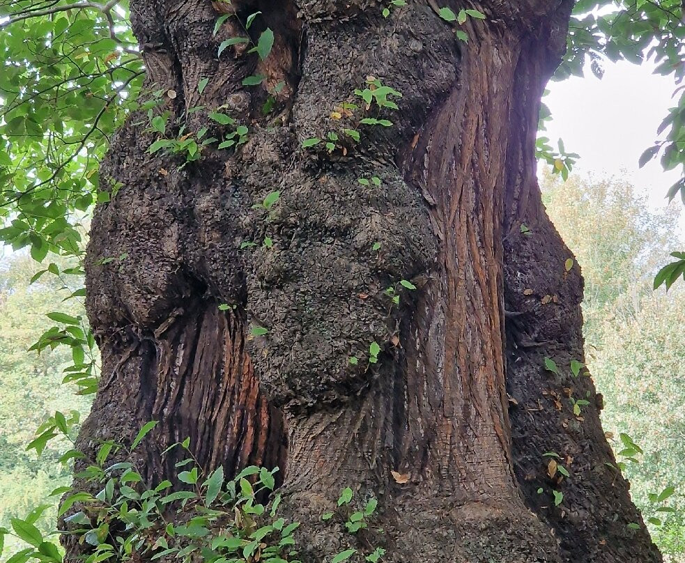 Warley Place Nature Reserve景点图片
