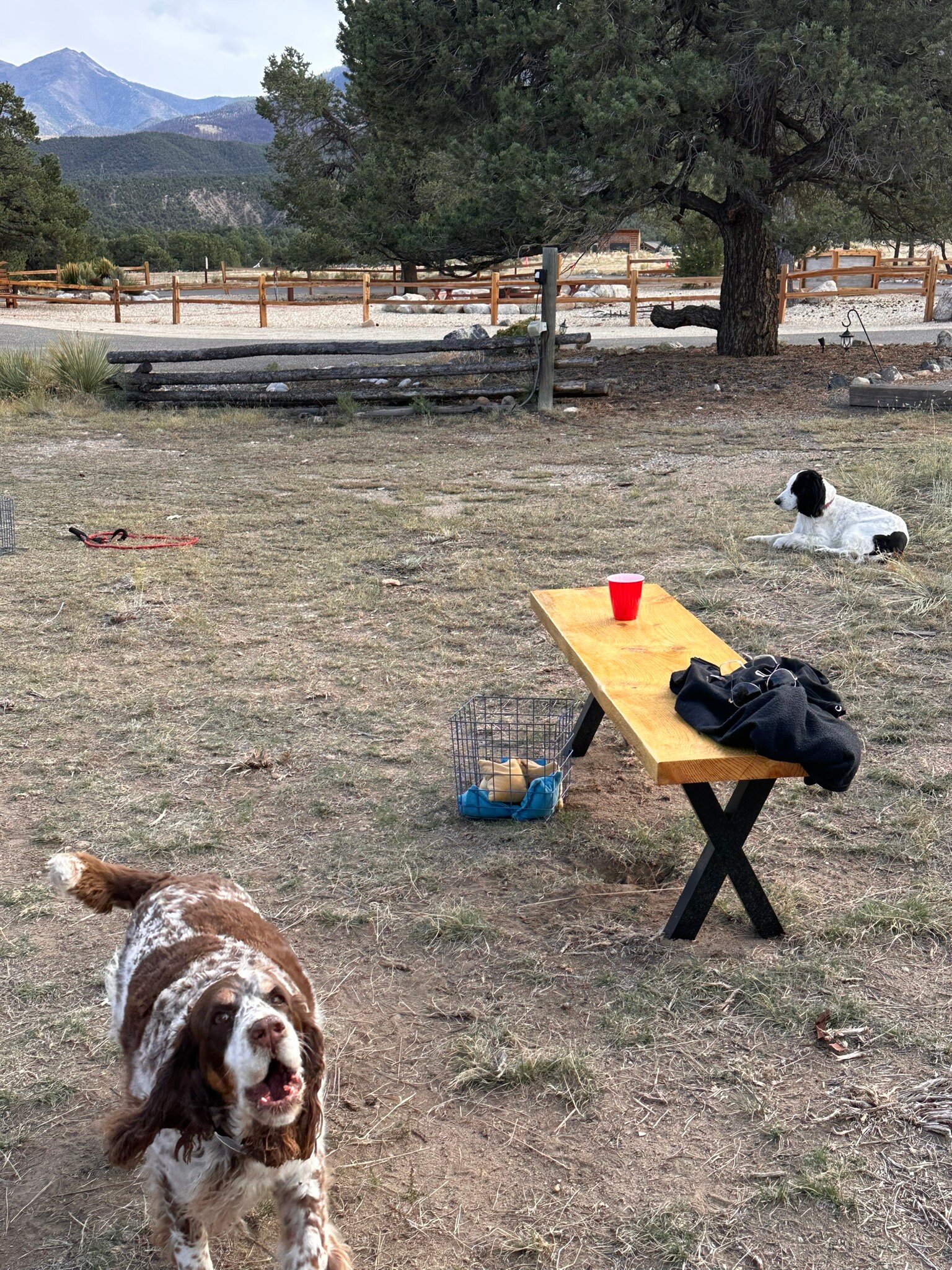 Blue Coyote Ranch-官方