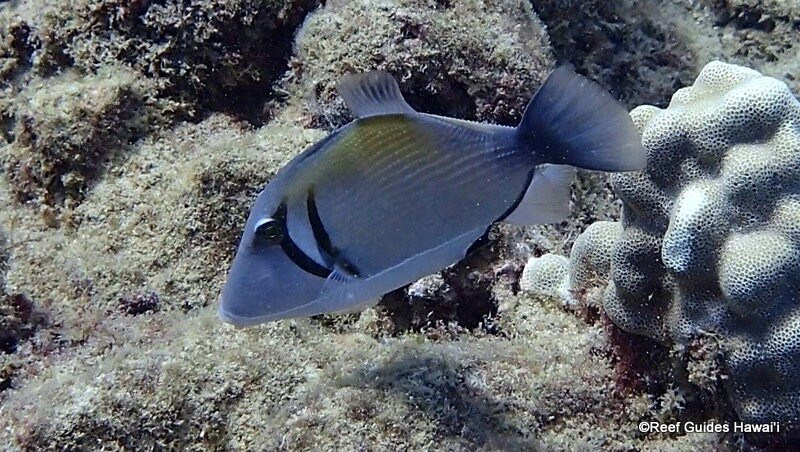 North Shore Surf Lessons-哈雷瓦必去景点