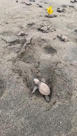 Save The Turtles Playa Venao景点图片