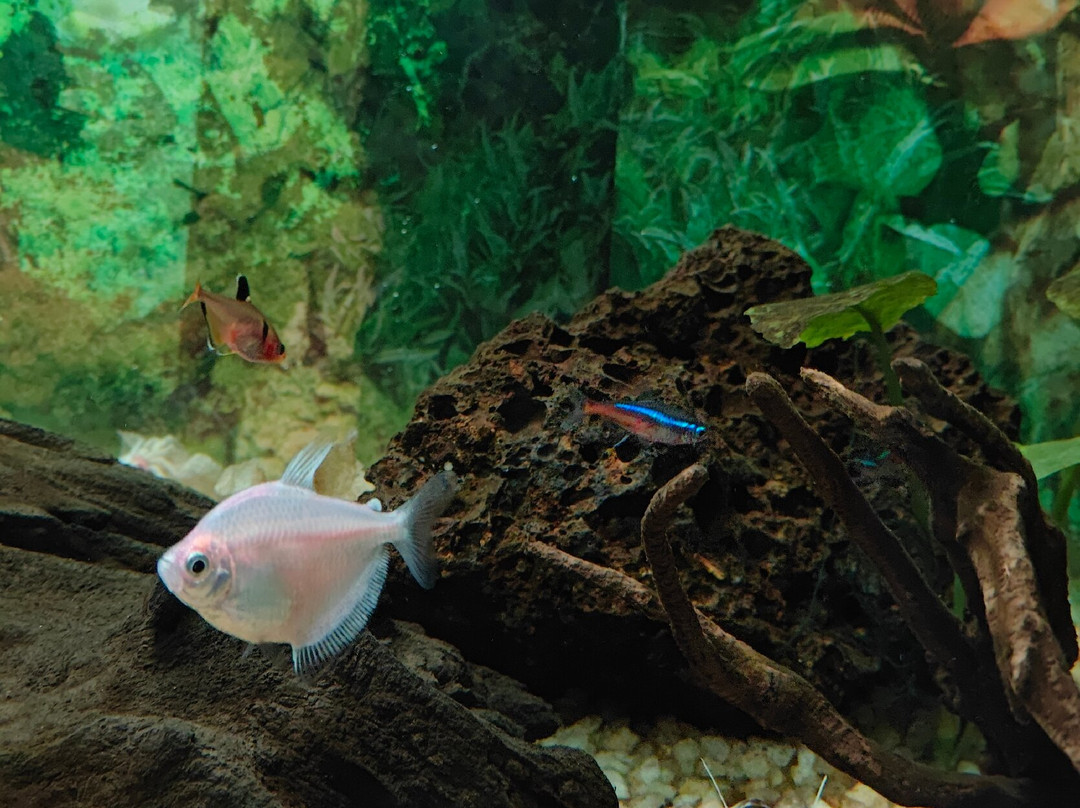 Pookot Lake-卡尔贝塔必去景点