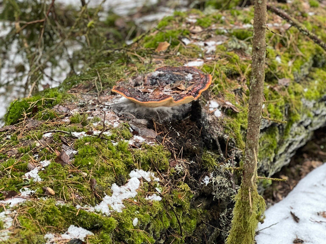 Taevaskoja Nature Trail-Polva必去景点