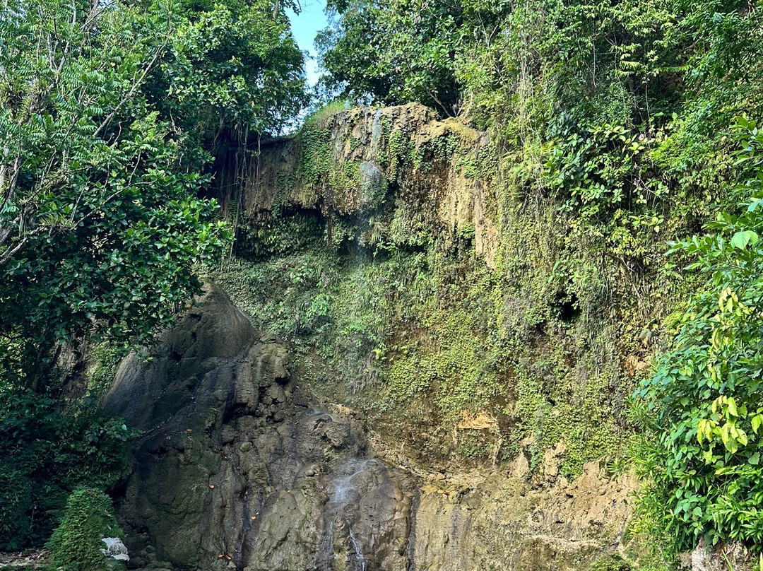 Kawasan Falls Bohol景点图片