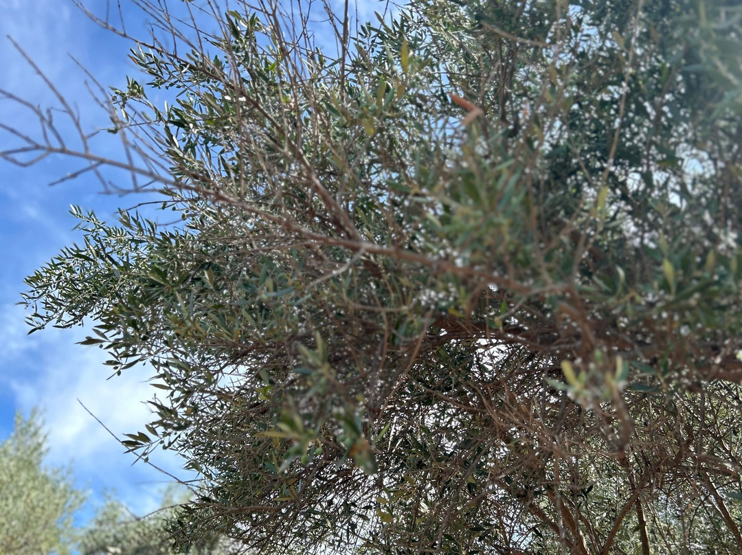 Ben Olive Mill-卡拉马塔必去景点