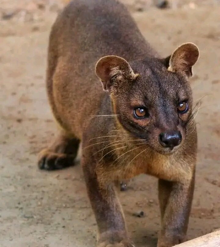 Madagascar Visite Company景点图片