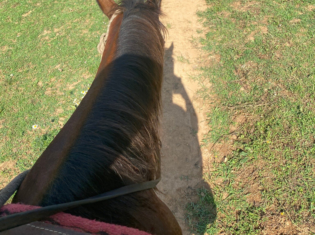 Smoky Mountain Trail Rides and Bison Farm景点图片