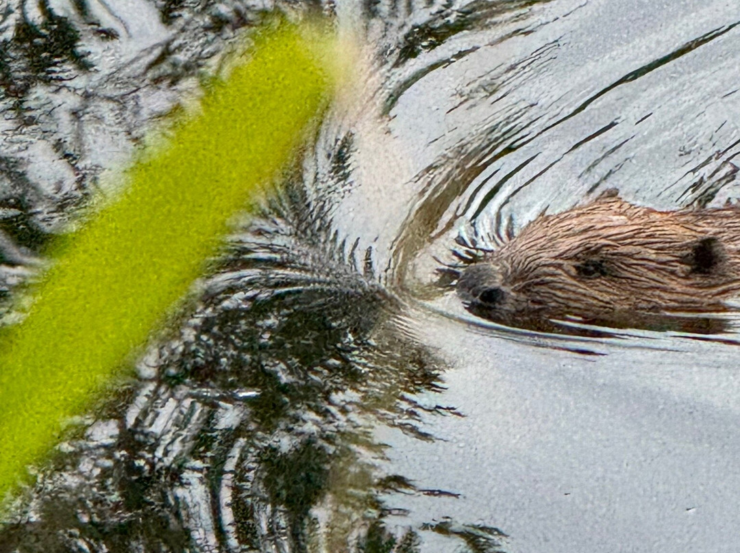 Perthshire Wildlife-Blairgowrie必去景点