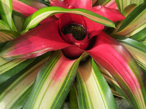 Planting Fields Arboretum State Historic Park-奥伊斯特贝必去景点