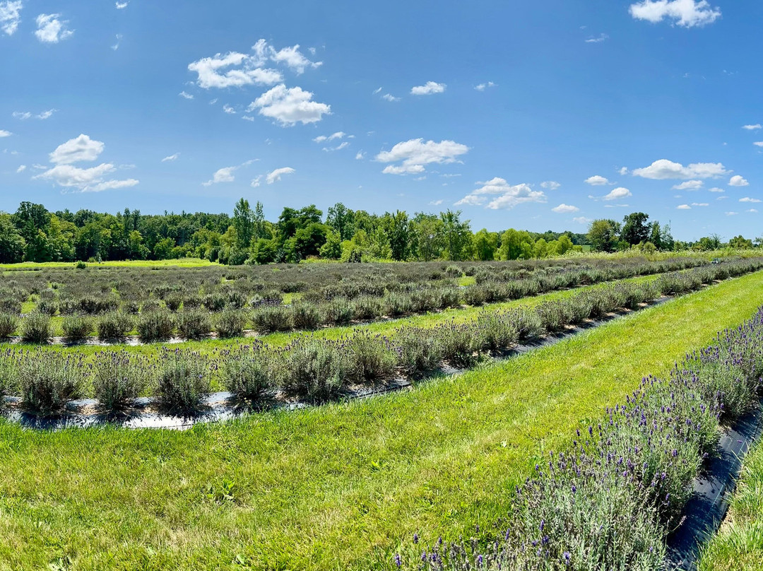 Purple Haven Lavender Farm-Haldimand必去景点