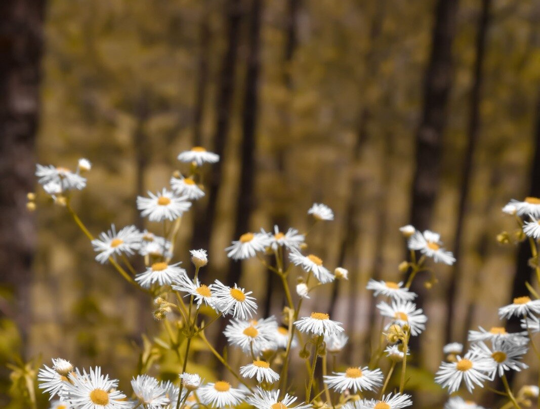 Sunrise Cottage主图