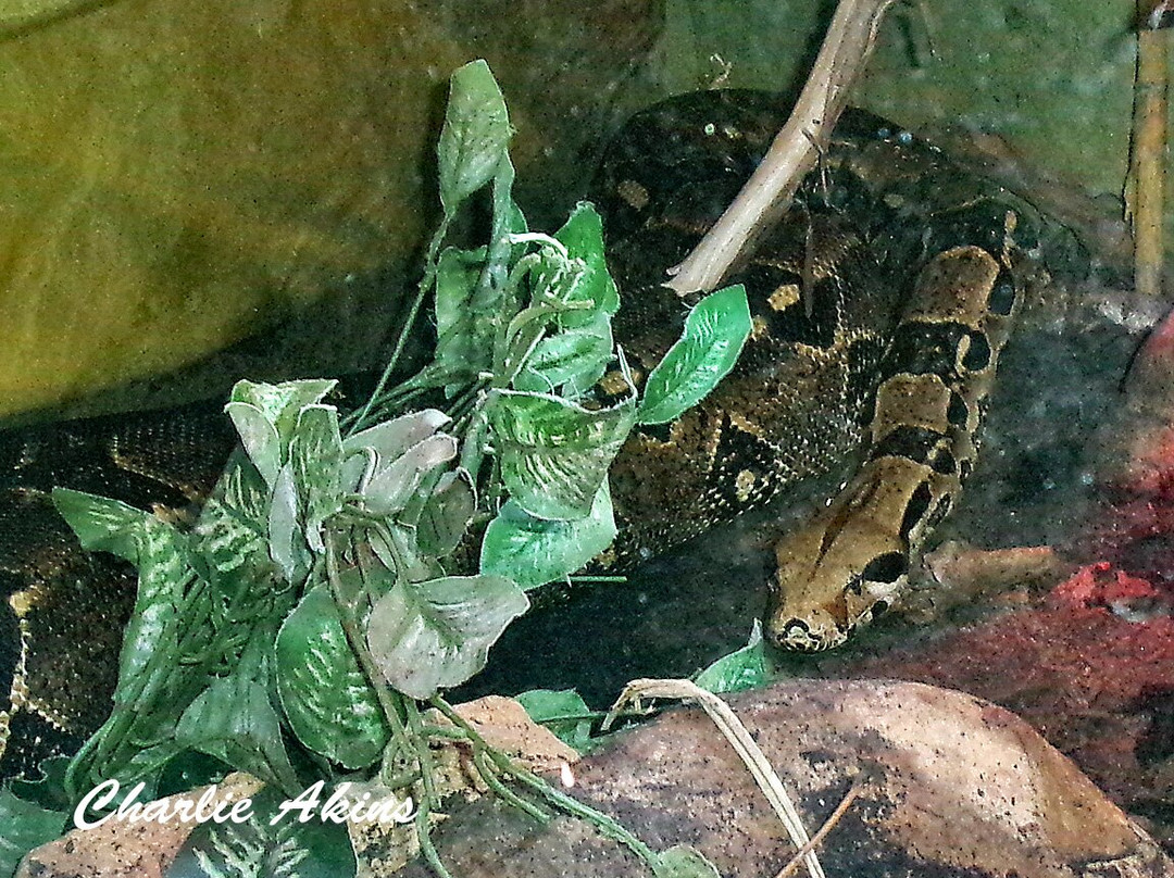 Mill Mountain Zoo-罗阿诺克必去景点