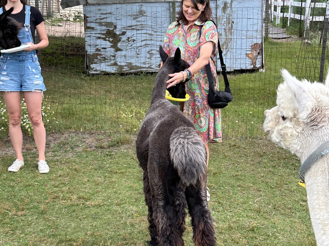 LondonDairy Alpacas-Two Rivers必去景点