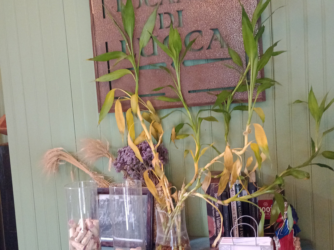 Vinum Terra - Vinhos Orgânicos e Biodinâmicos-Monte Belo do Sul必去景点