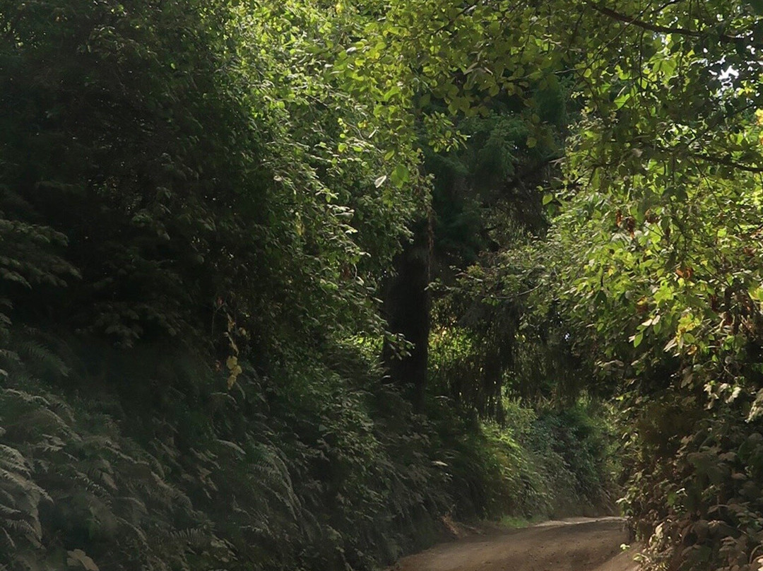 Shady Dell景点图片