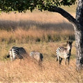 Linda4nature