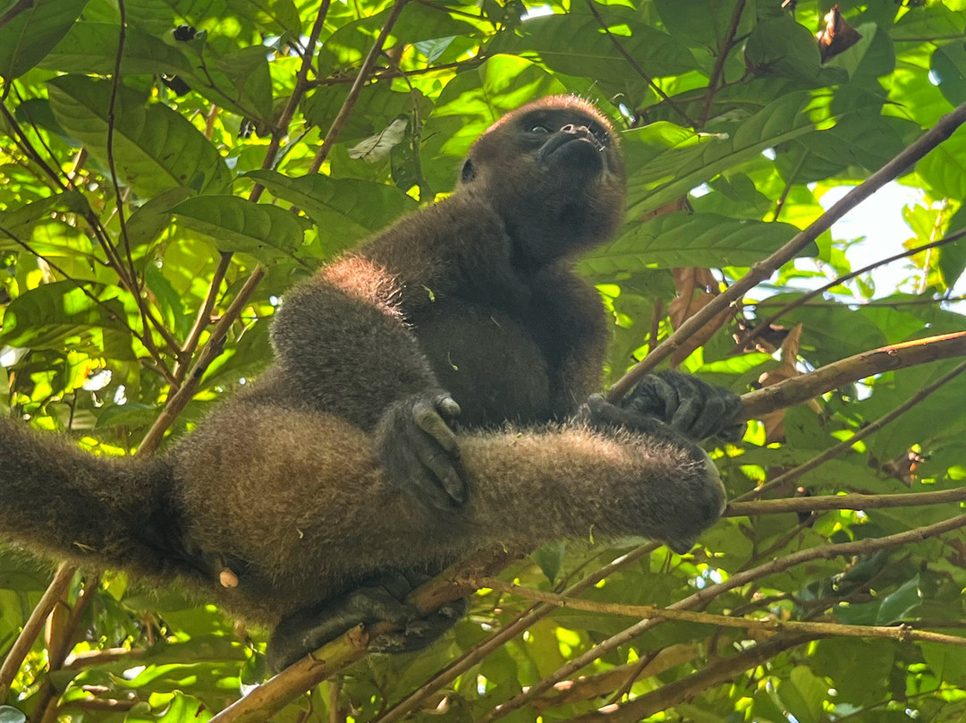 Kelwin's Amazon Adventures-伊基托斯必去景点