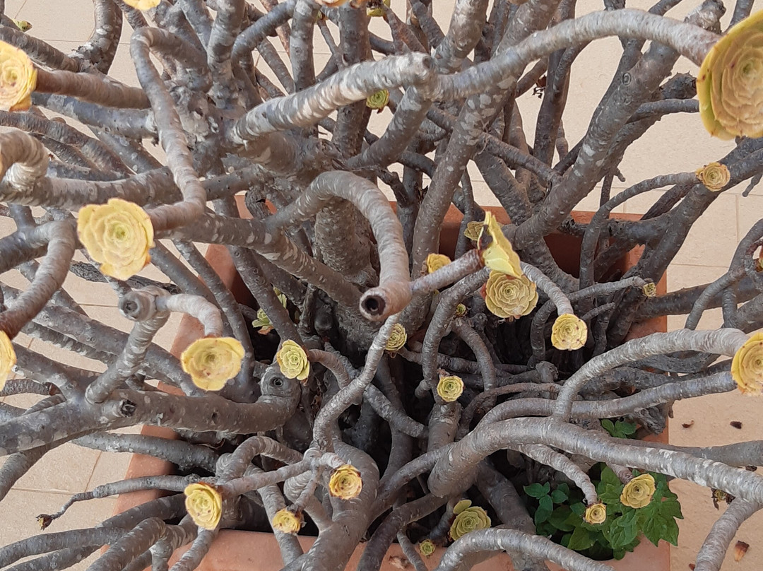 Il-Gardjola Bed and Breakfast主图